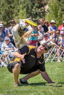 frisbee dog act