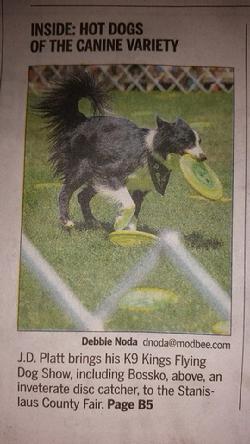 Frisbee dog