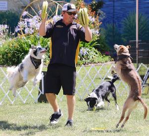 trick dog acts