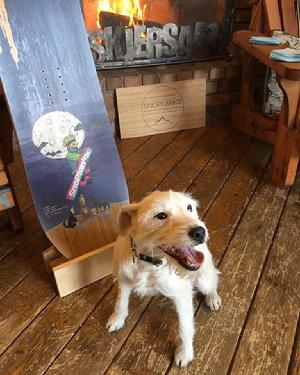parson russell terrier