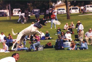 flying dogs