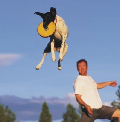 professional frisbee dogs